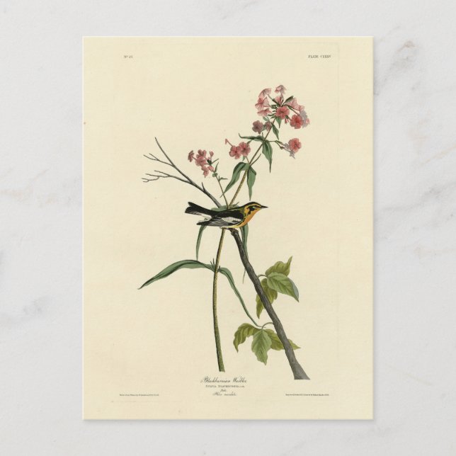 Blackburnian Warbler - Audubon's Birds of America Postcard (Front)