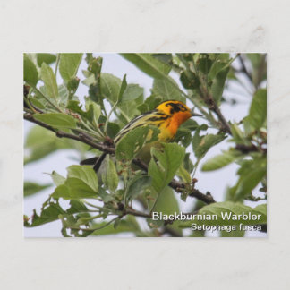 Blackburnian Warbler Postcard