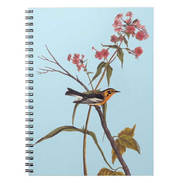 Blackburnian Warbler Vintage Audubon Songbird Art Notebook (Front)