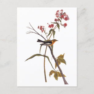 Blackburnian Warbler Vintage Audubon Songbird Art Postcard