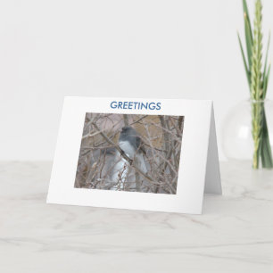 Blackeyed Junco,GREETINGS ,Thinking of You Card