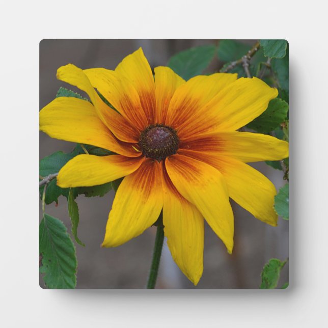 Blackeyed Susan Plaque (Front)