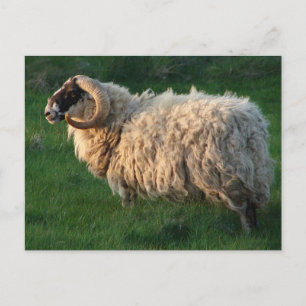 Blackface Sheep, Isle of Lewis, Outer Hebrides Postcard