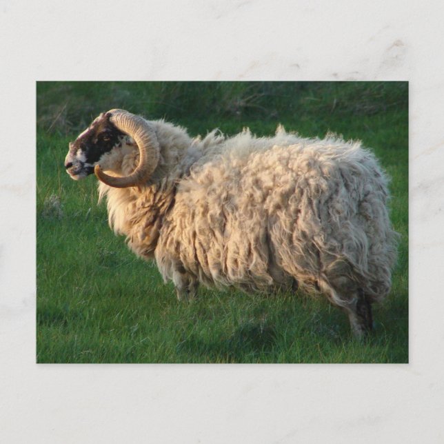 Blackface Sheep, Isle of Lewis, Outer Hebrides Postcard (Front)