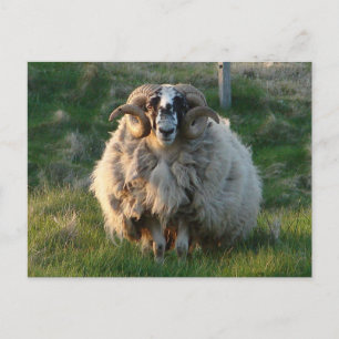 Blackface Sheep, Isle of Lewis, Outer Hebrides, Sc Postcard