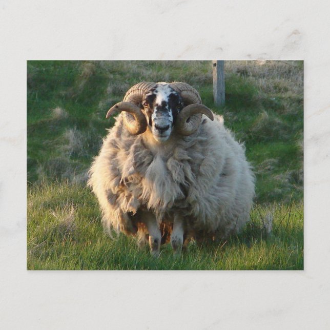 Blackface Sheep, Isle of Lewis, Outer Hebrides, Sc Postcard (Front)