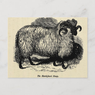 Blackface Sheep Postcard