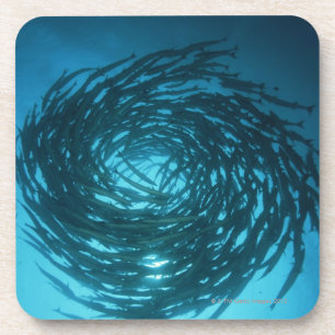 Blackfin barracuda swimming in circles coaster