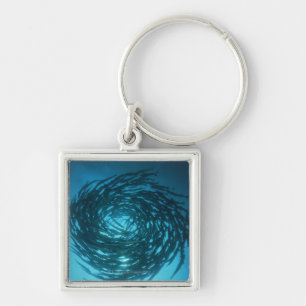 Blackfin barracuda swimming in circles key ring