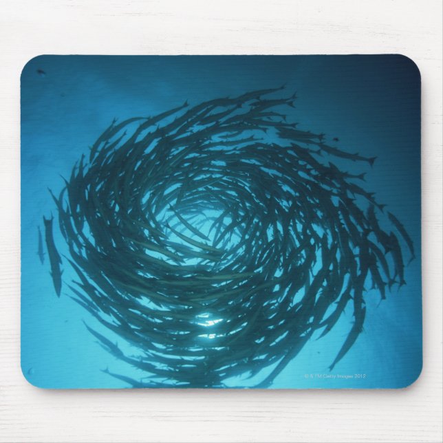 Blackfin barracuda swimming in circles mouse mat (Front)