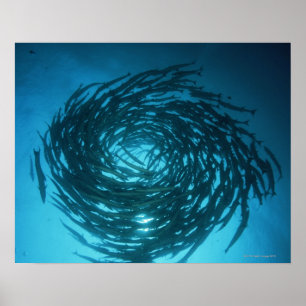 Blackfin barracuda swimming in circles poster