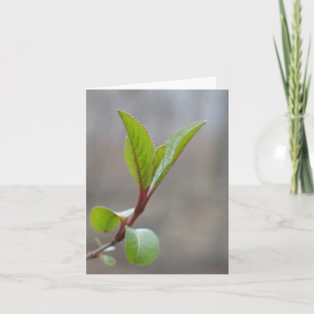 Blackhaw Notecard (Front)