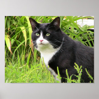 Blackie on Alert Poster