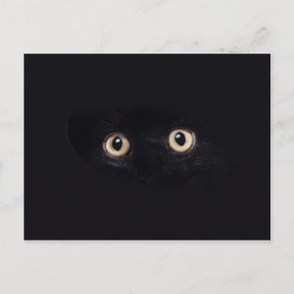 blackie postcard