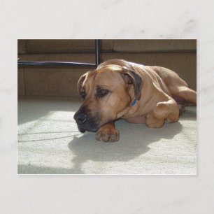 blackmouth cur laying postcard