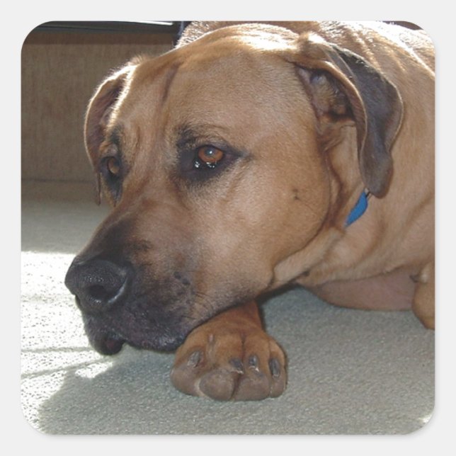 blackmouth cur laying square sticker (Front)