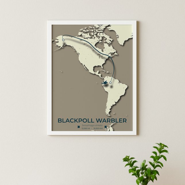 Blackpoll Warbler Migration Map – Minimalist  Poster (Creator Uploaded)