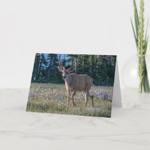 Blacktail Deer Buck   Olympic National Park Card