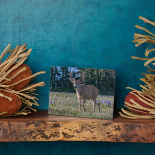 Blacktail Deer Buck   Olympic National Park Plaque