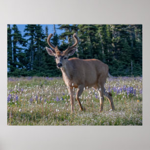 Blacktail Deer Buck   Olympic National Park Poster