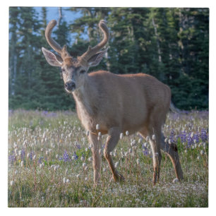 Blacktail Deer Buck Olympic National Park Tile