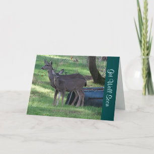 Blacktail Deer Get Well Soon Note Card