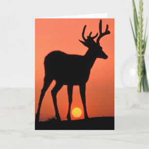 Blacktail or Mule Deer   Olympic National Park Card
