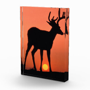 Blacktail or Mule Deer Olympic National Park Photo Block