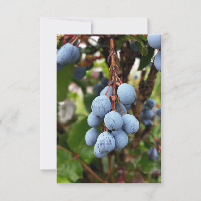 Blackthorn fruit (Front)