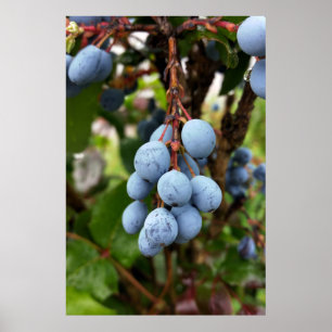 Blackthorn fruit poster
