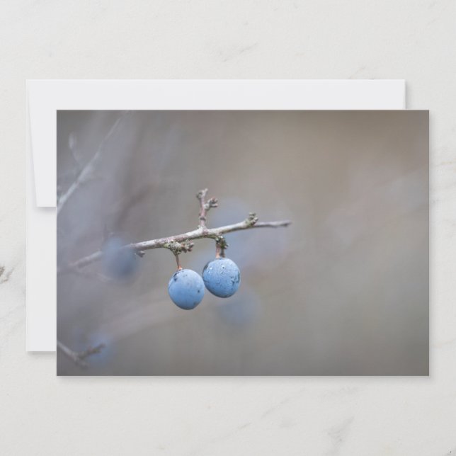 Blackthorn Nature Photo Card (Front)