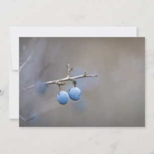 Blackthorn Nature Photo Card