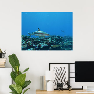 Blacktip Reefshark at coral reef of Yap Island |  Poster