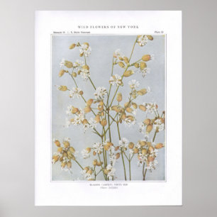 Bladder Campion; White Ben - Silene latifolia Poster