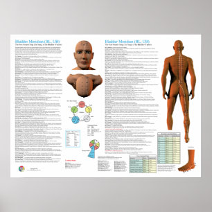 Bladder Meridian Acupuncture Points Poster
