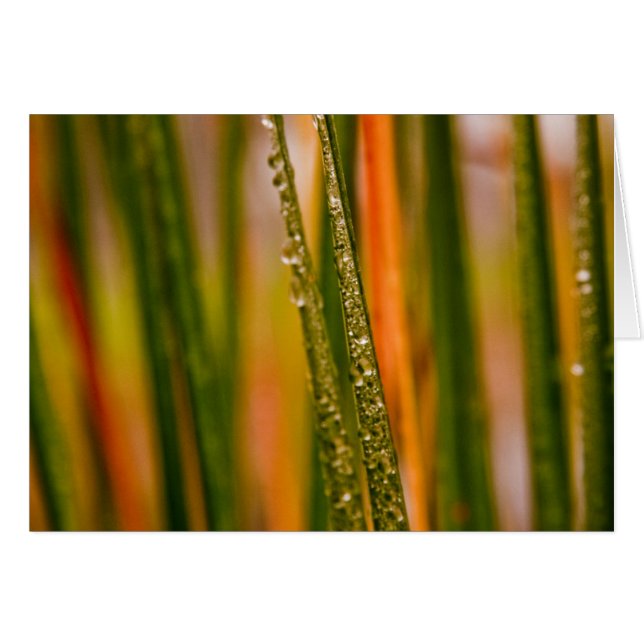 Blades of grass (Front Horizontal)