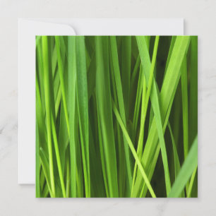 Blades of Grass Card