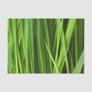 Blades of Grass Tissue Paper