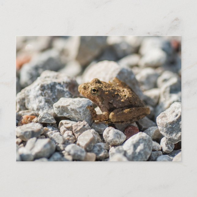 Blanchard's Cricket Frog Postcard (Front)