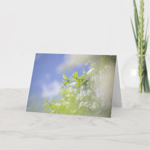 Blank Bird Cherry Tree Blossoms Flowers Sky  Card