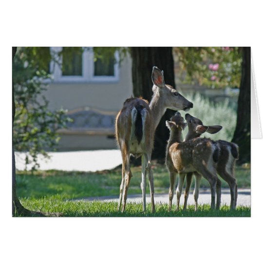 Blank Card, Baby Deer Card