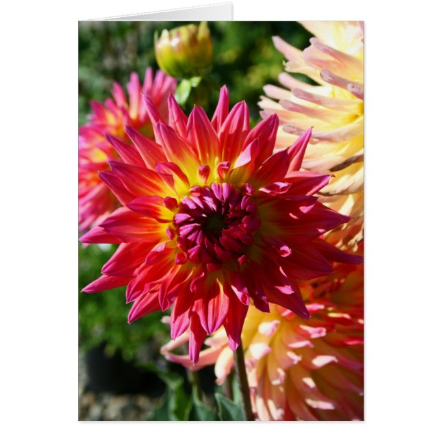 Blank Card, Dahlia Flower (Front)