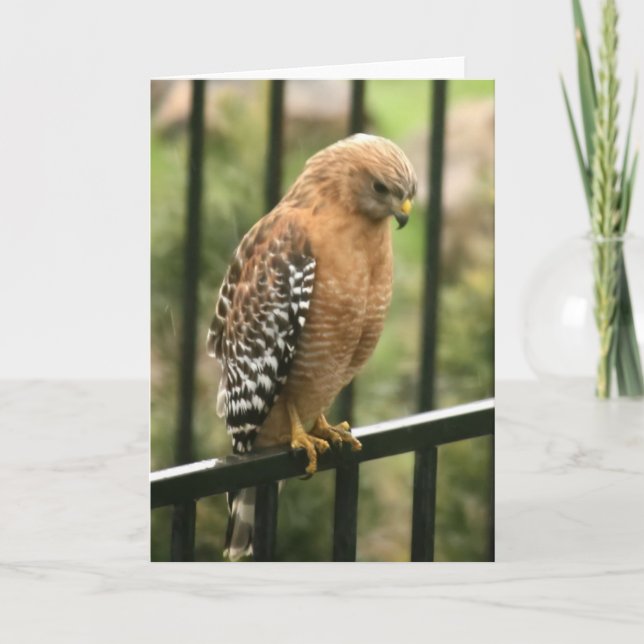 Blank Card, Hawk Thank You Card (Front)