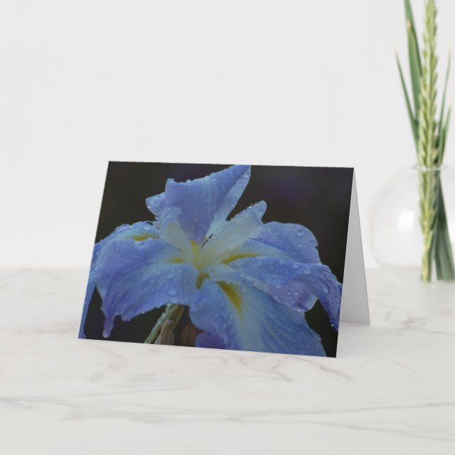 Blank Card - Iris (Front)