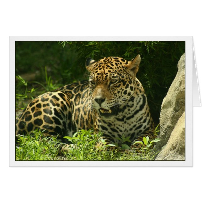 Blank Card- Jaguar Photo (Front Horizontal)
