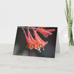 Blank Card - Morning Dew