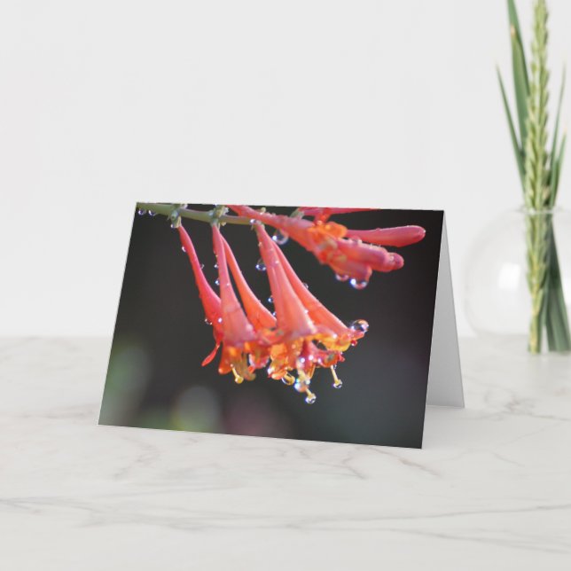 Blank Card - Morning Dew (Front)