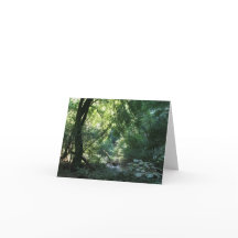 Blank Card, Muir Woods