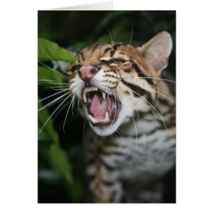Blank card - Ocelot snarl
