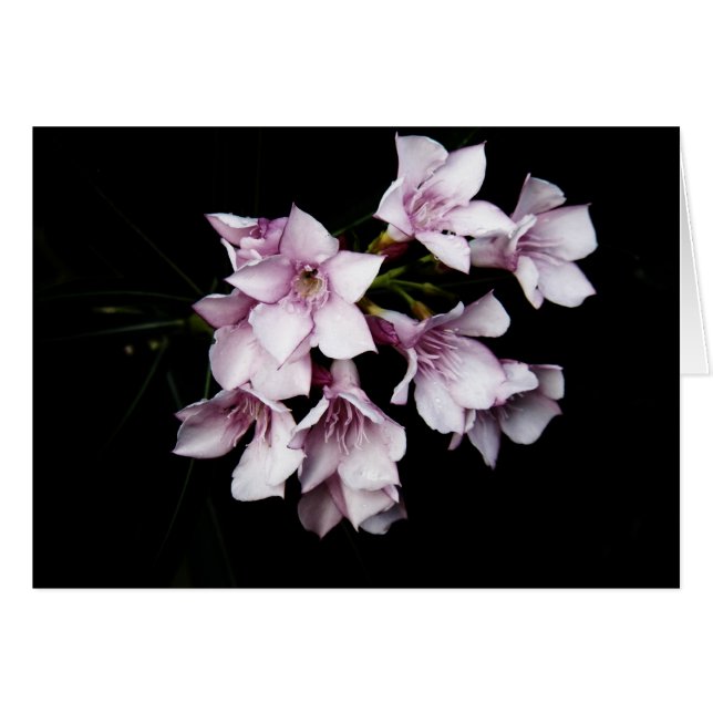 Blank Card - Pink Oleander (Front Horizontal)